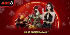 Đá gà campuchia ABC8 ảnh đại diện